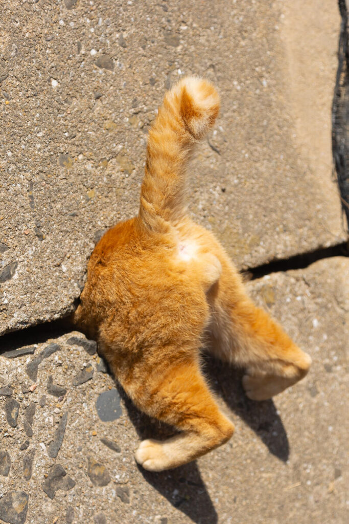 Comedy Pet Photography Awards 2024年ファイナリストの写真