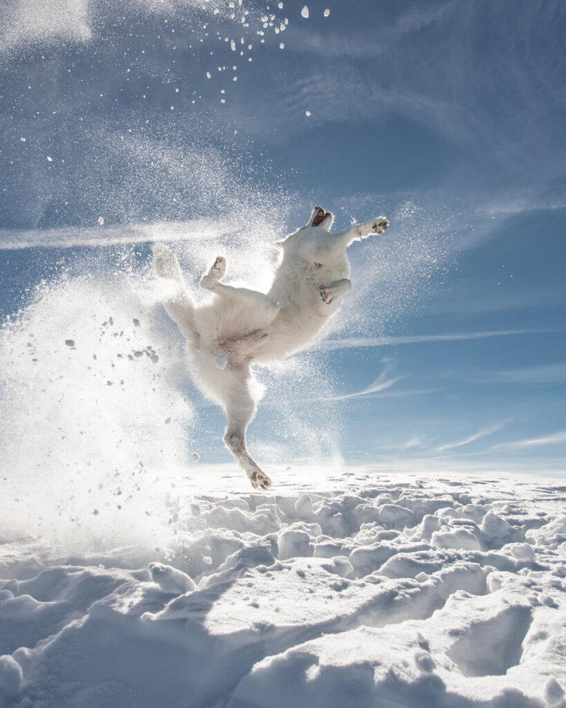 Comedy Pet Photography Awards 2024年ファイナリストの写真