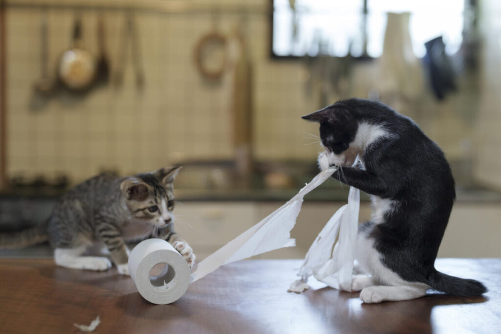 Comedy Pet Photography Awards 2024年ファイナリストの写真