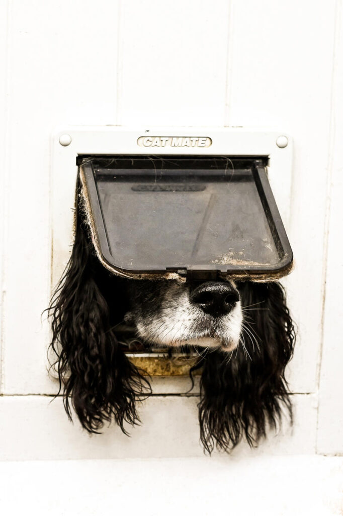 Comedy Pet Photography Awards 2024年ファイナリストの写真