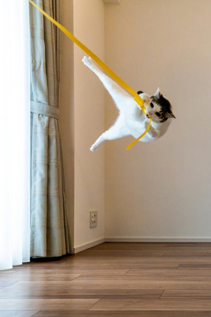 Comedy Pet Photography Awards 2024年ファイナリストの写真