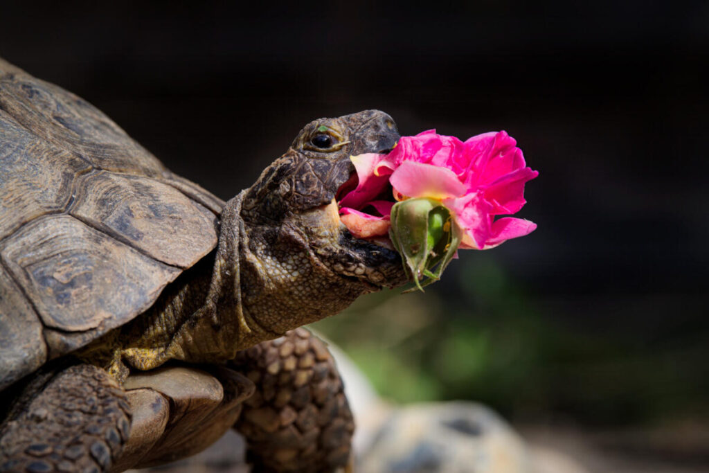 Comedy Pet Photography Awards 2024年ファイナリストの写真