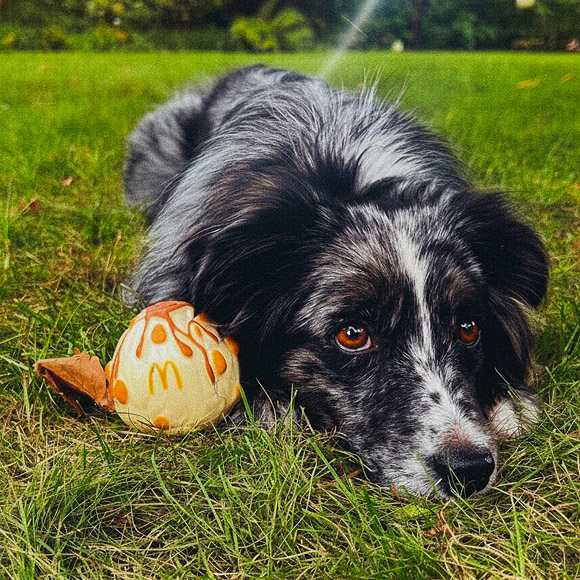 フランスのマクドナルドが発表した世界初の犬用マックトイコレクション「Happy Doggy」の画像