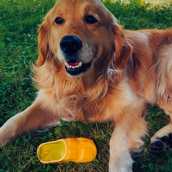 フランスのマクドナルドが発表した世界初の犬用マックトイコレクション「Happy Doggy」の画像