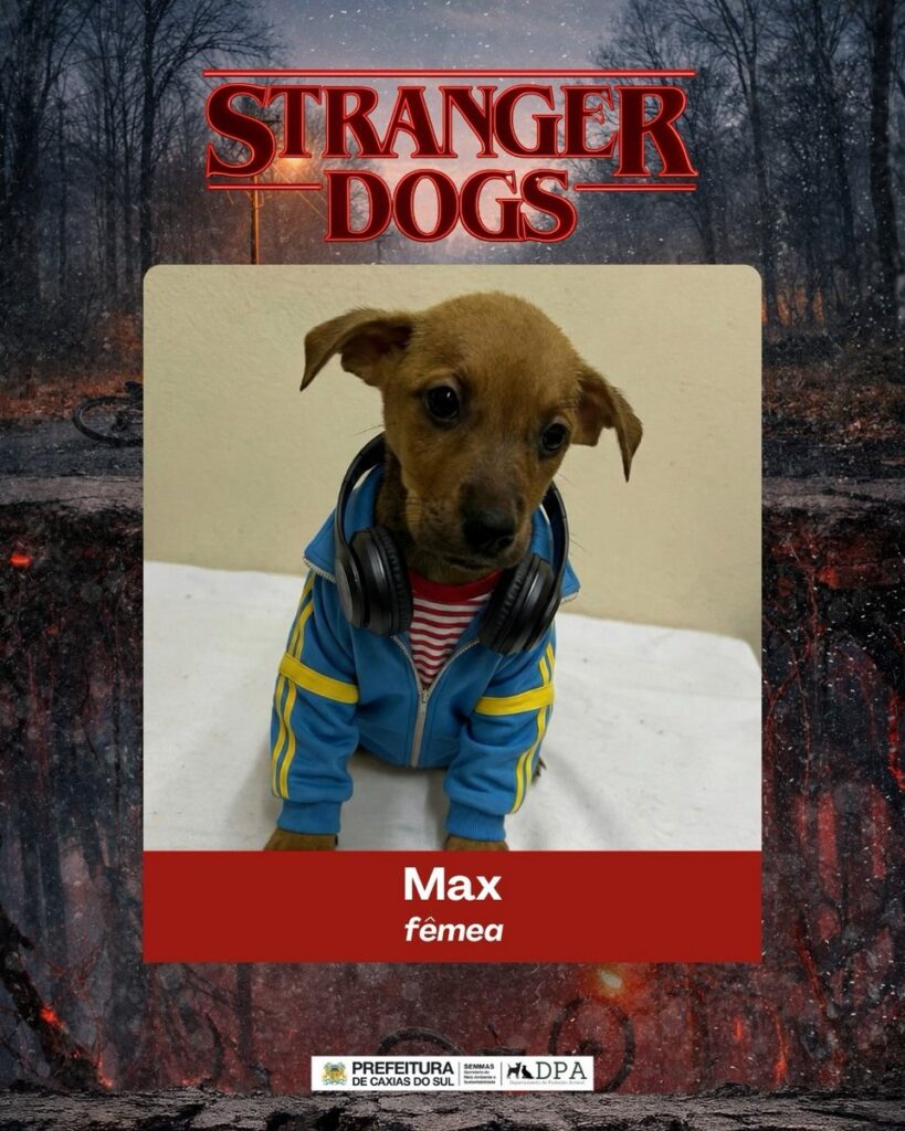 カシアス・ド・スル市の動物保護課が展開した「Stranger Dogs」キャンペーンの画像