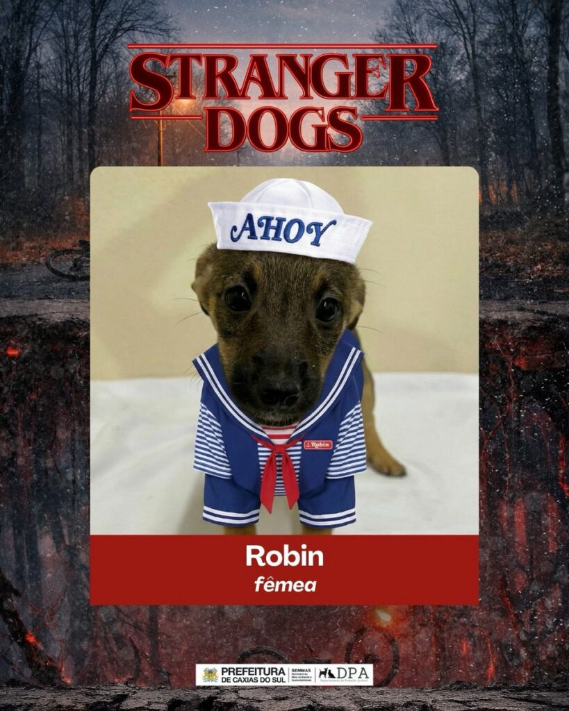 カシアス・ド・スル市の動物保護課が展開した「Stranger Dogs」キャンペーンの画像