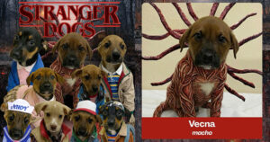 カシアス・ド・スル市の動物保護課が展開した「Stranger Dogs」キャンペーンの画像